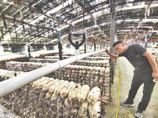 木耳大棚內(nèi)，種植戶正在調(diào)試微噴系統(tǒng)，該系統(tǒng)效率高，霧化效果好